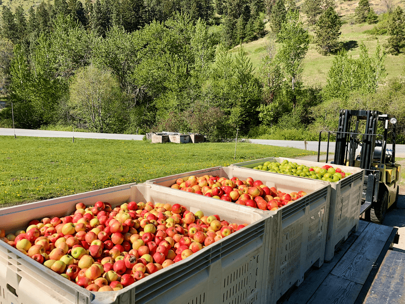 Archibald James apple bins