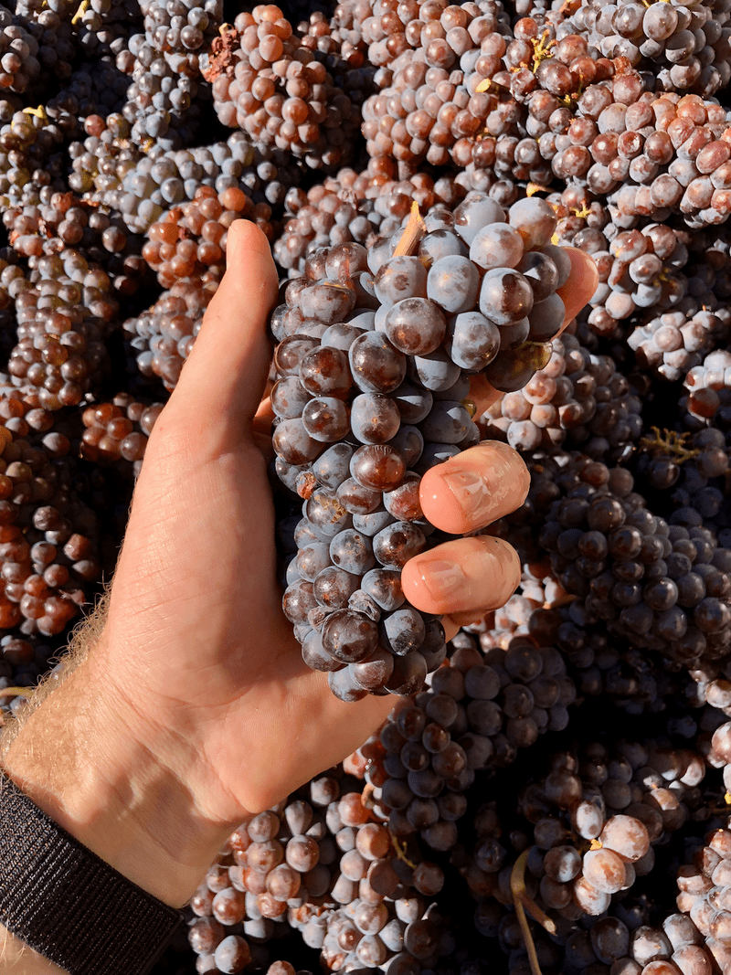 Archibald James grapes